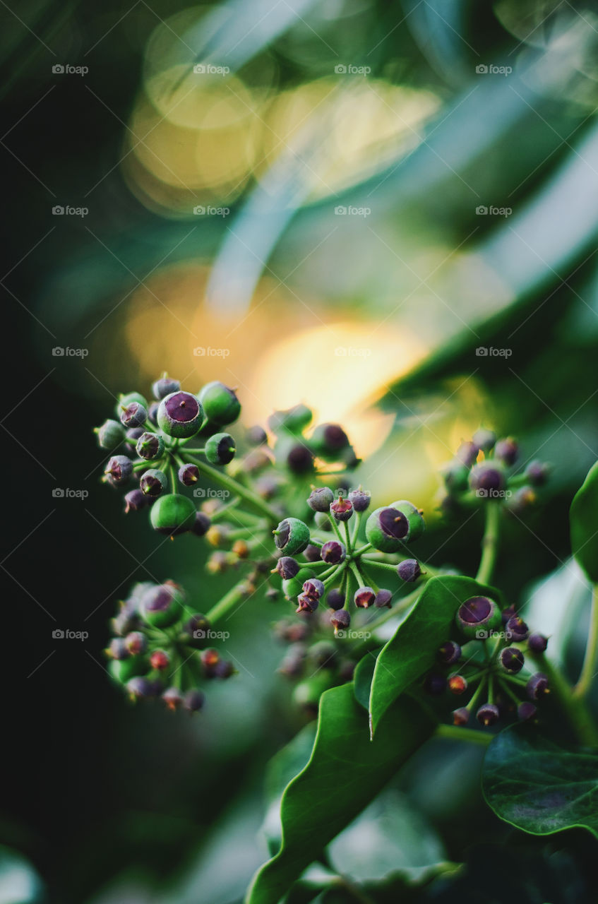 A background of blooming green ivy in the orange sunset light.