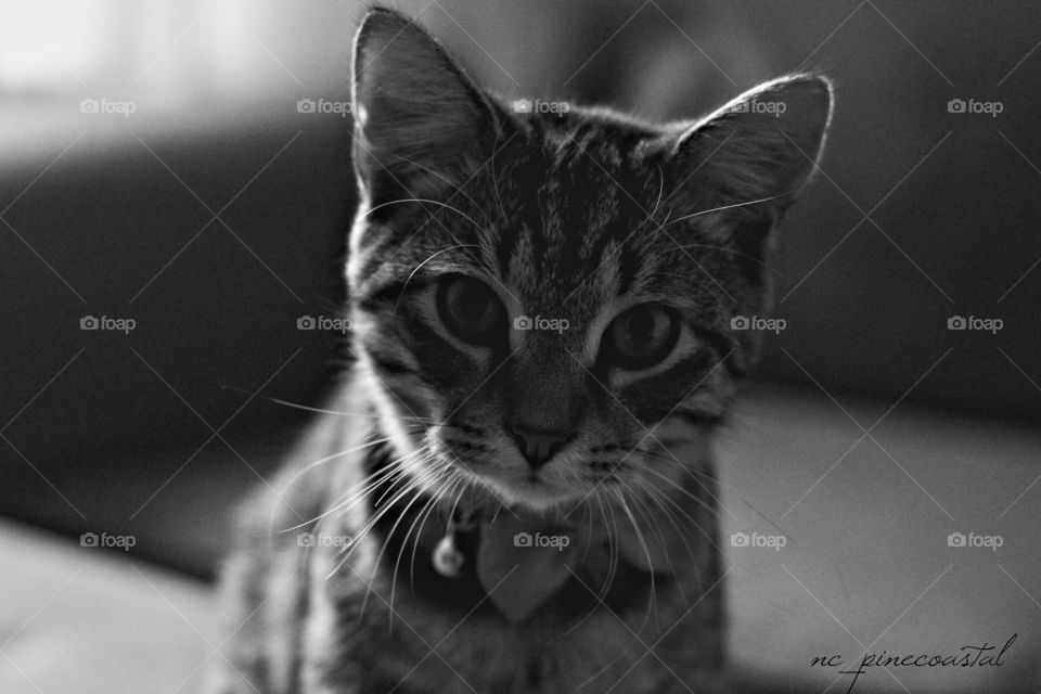 A close up of Mr. Lincoln proves he has nothing to hide.