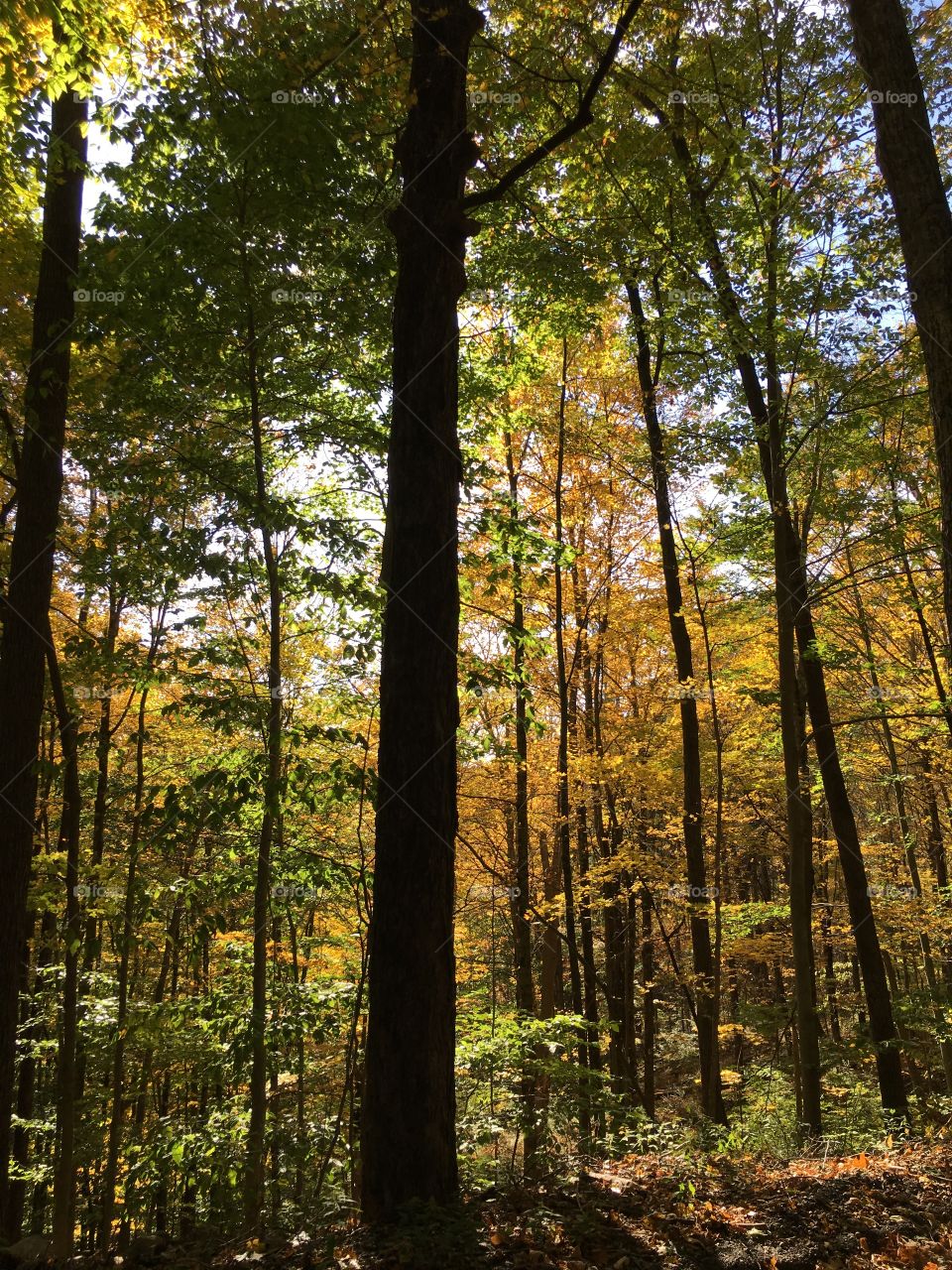 Leaves in sunlight 