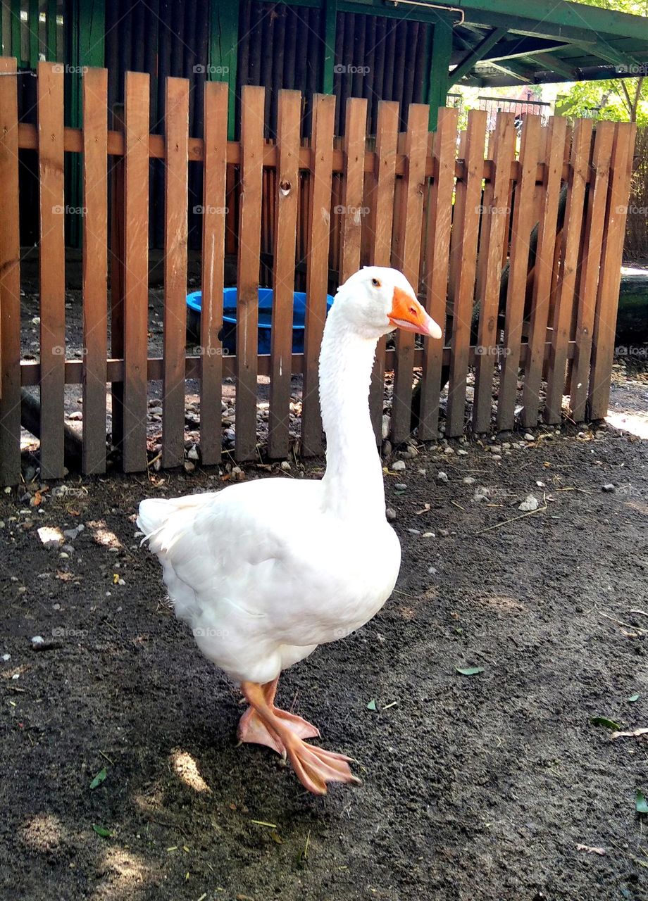 White goose