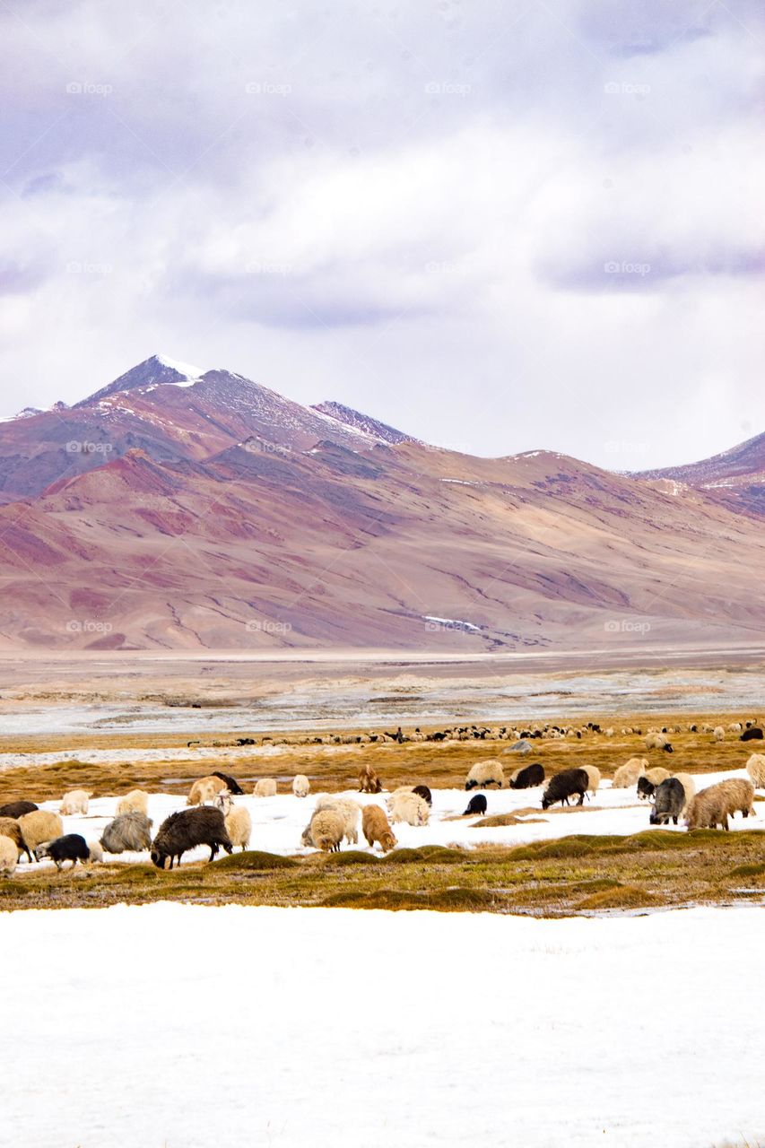 sheep on the frozen lake