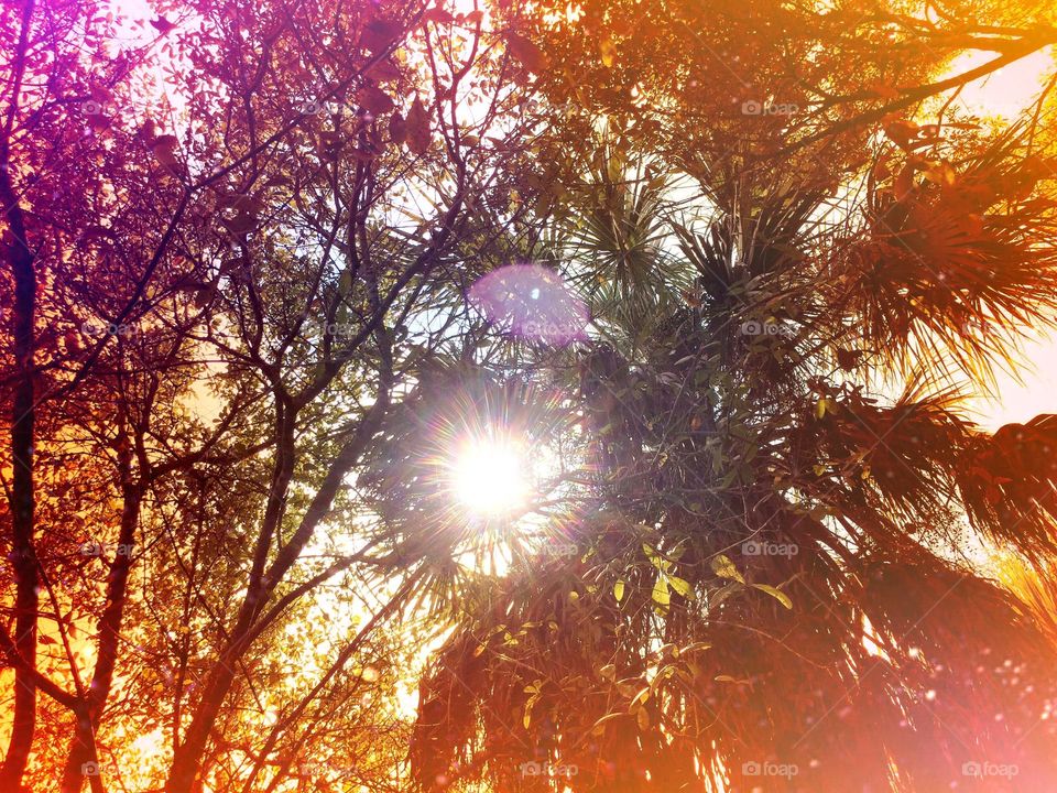 Bright sun through the trees. Looking up at the sun through the tree canopy.
