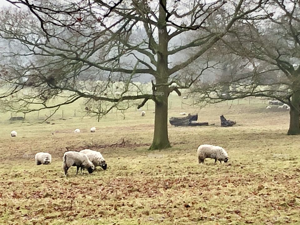 Sheep grazing in Yorkshire 