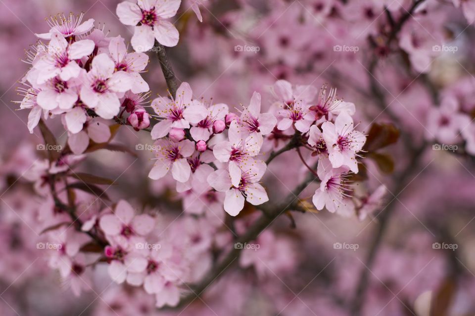 wild cherry tree in spring blossom