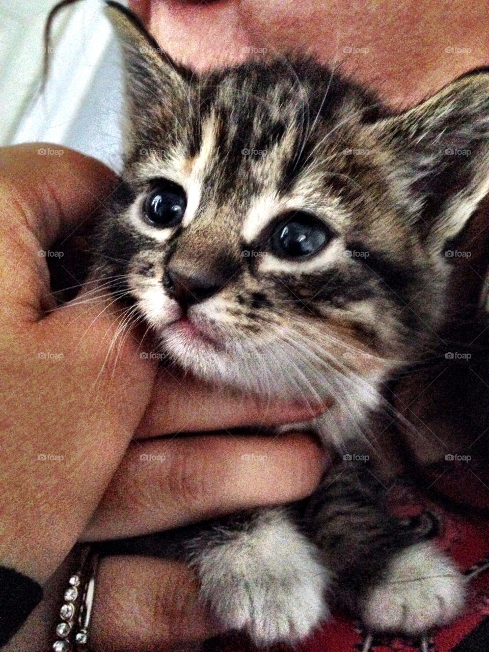 Close-up of person holding small kitten