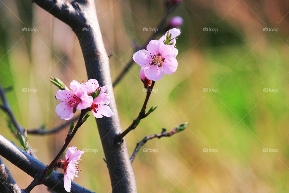 Study in pink.