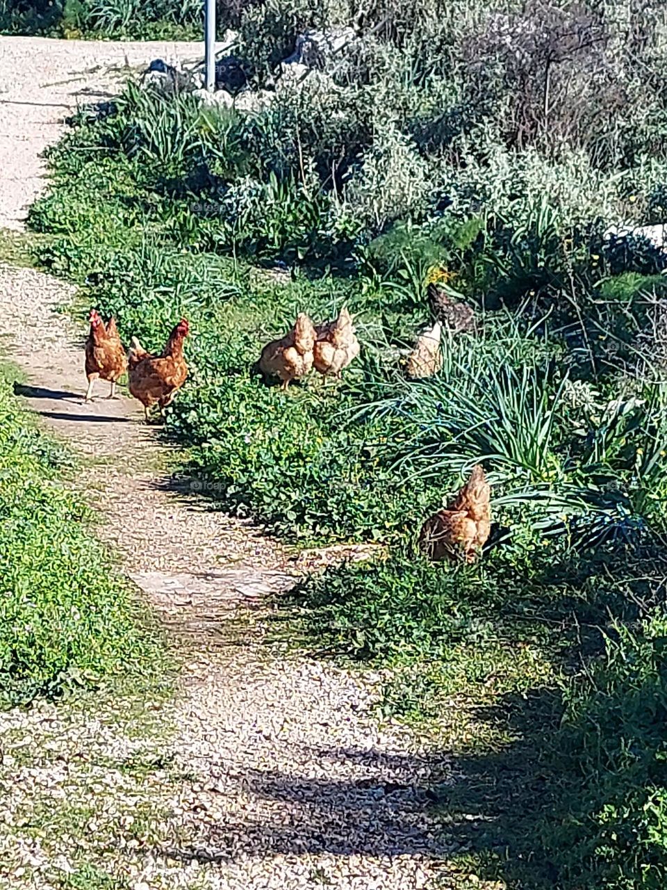 chickens Crete