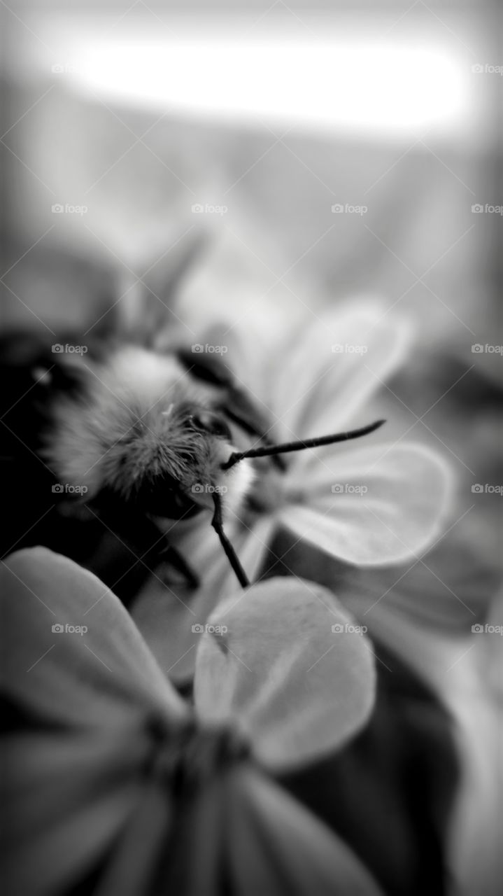 Bumblebee on Bloom