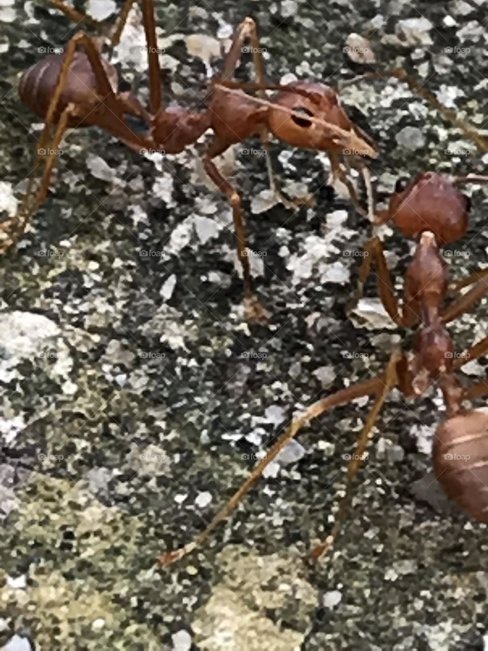 Ant's communicating