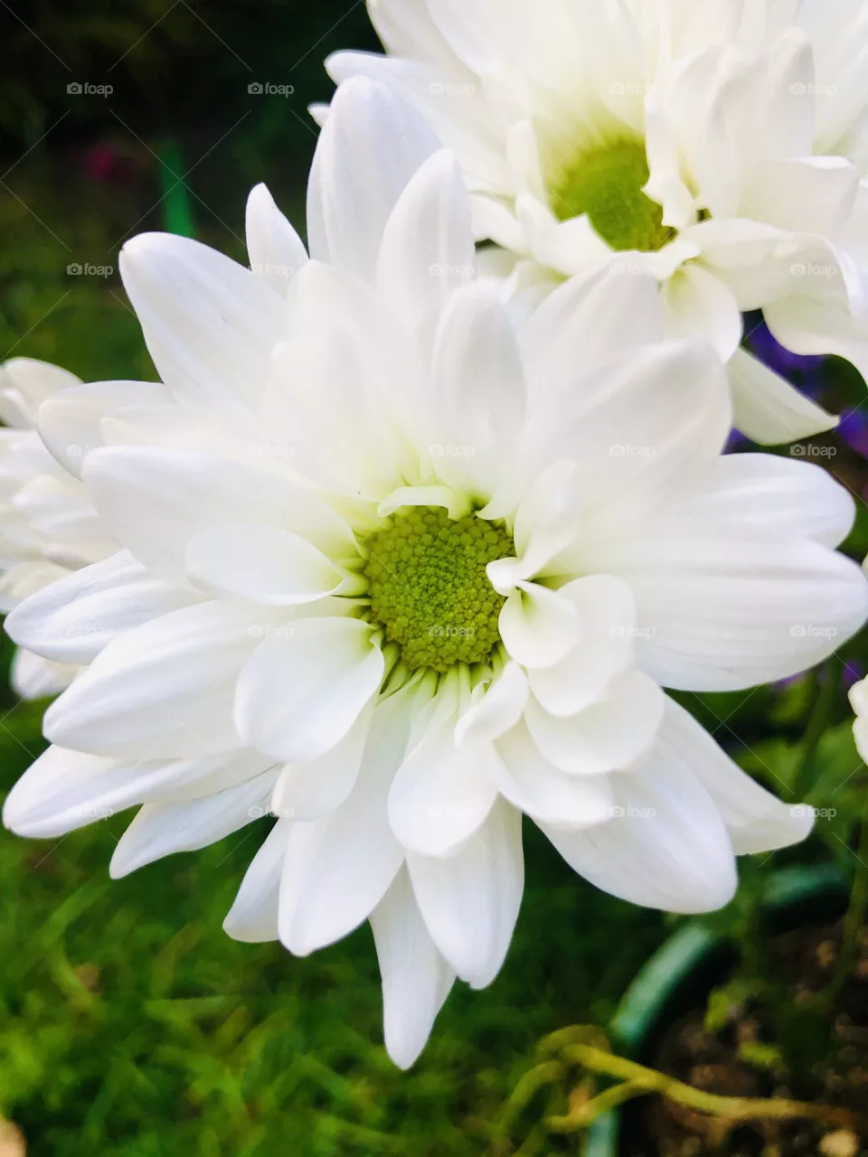 White flower