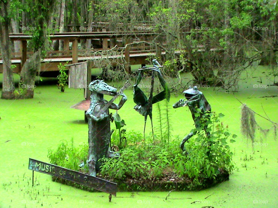 swamp