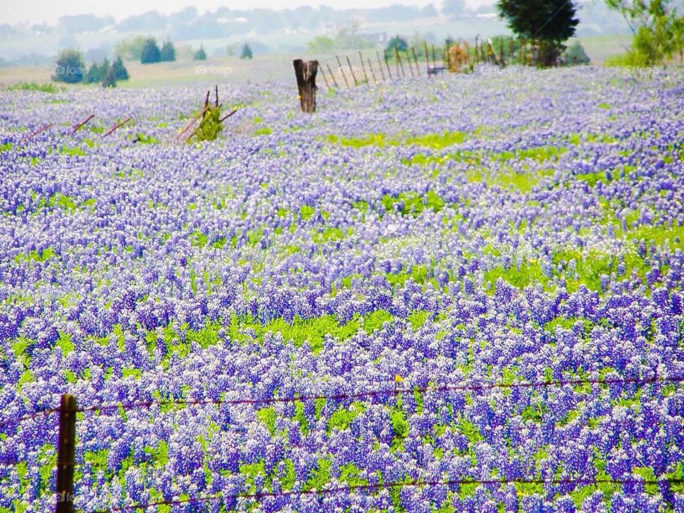 Springing into action in Texas