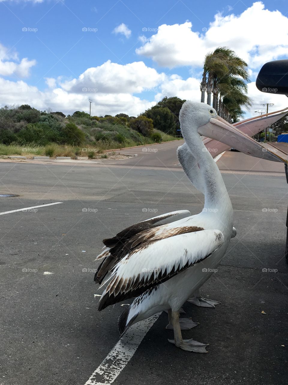 Two large Pelicans begging for food from
People in parked car
