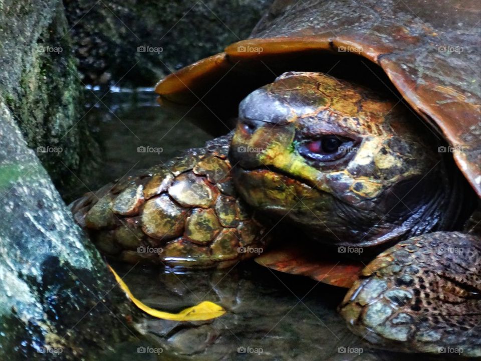 Close-up of a tortoise