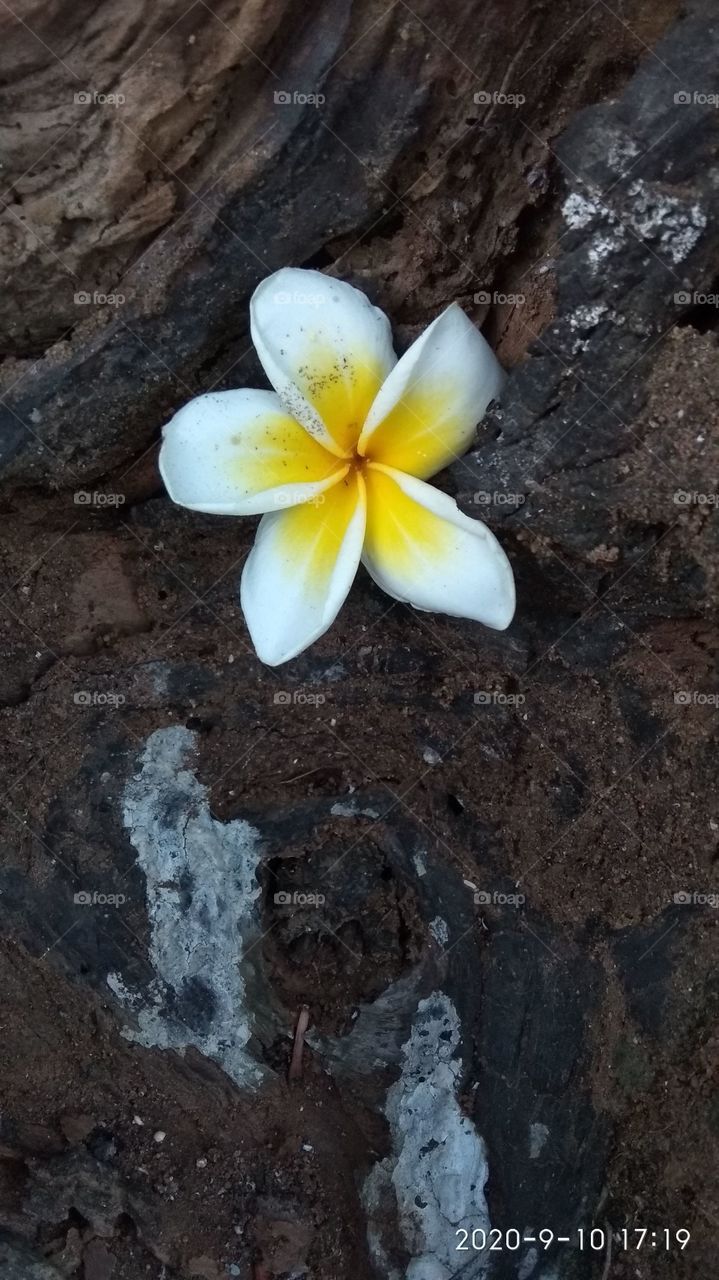 a fallen flower