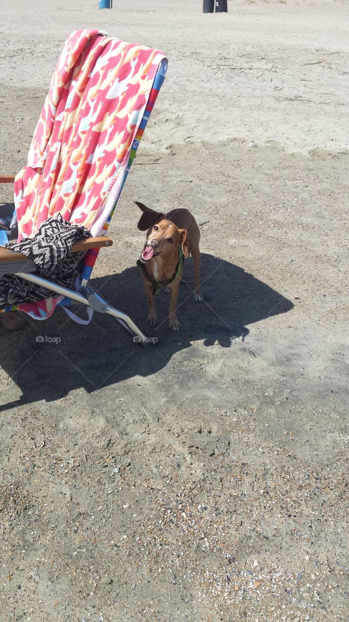 No dogs on the beach?!