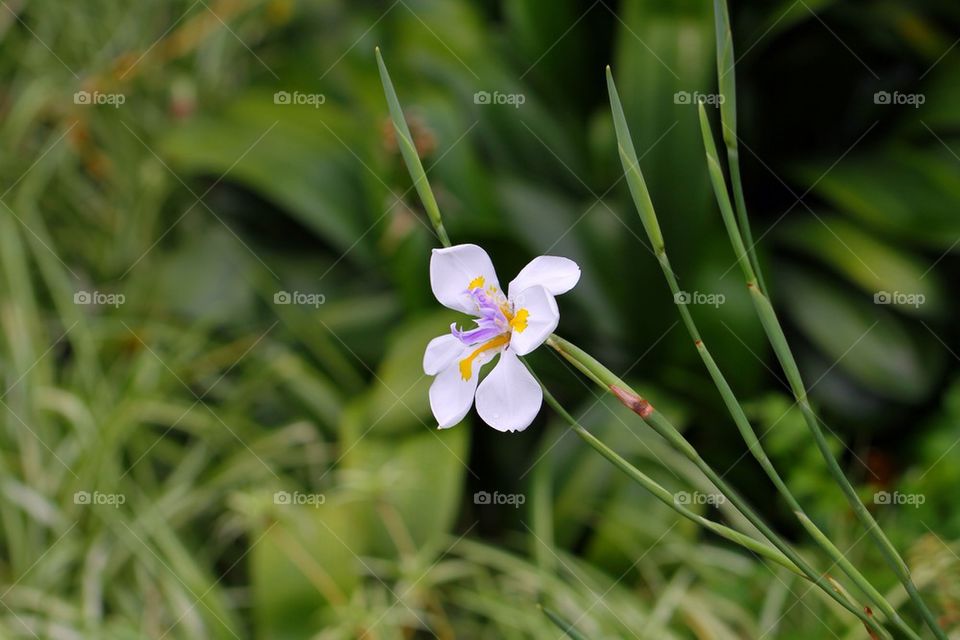 Yellow white blue Lilly