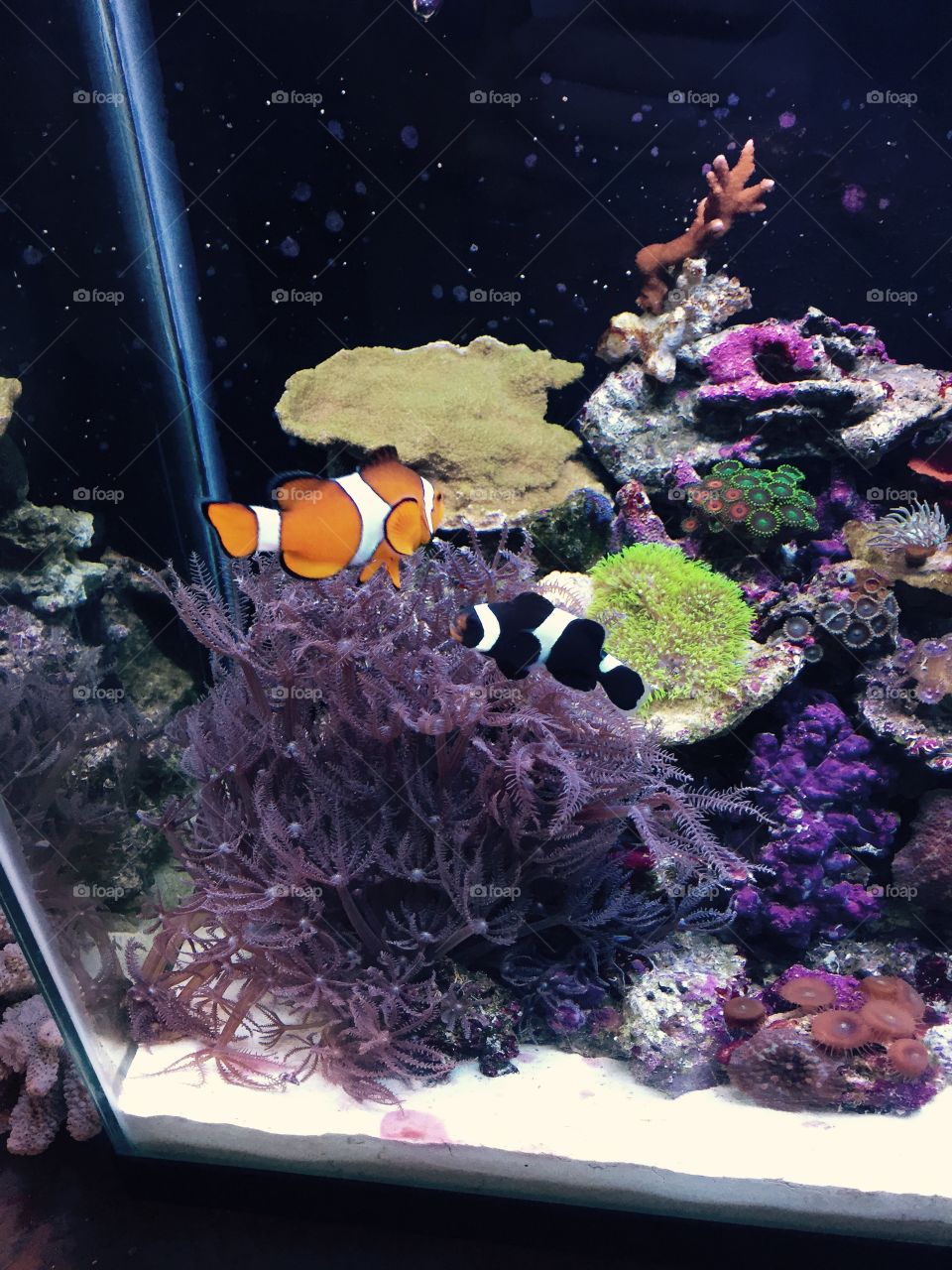 Clownfish. Clownfish in aquarium 
