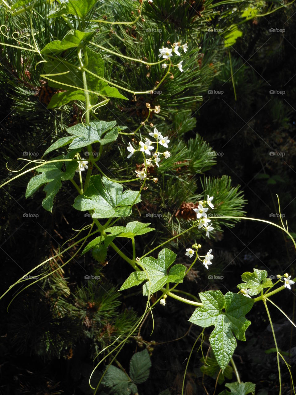  Vines in forest