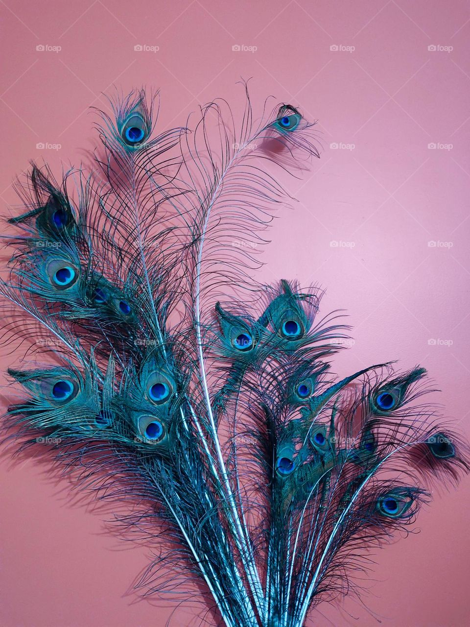 Let the peacock fly over the heart gently