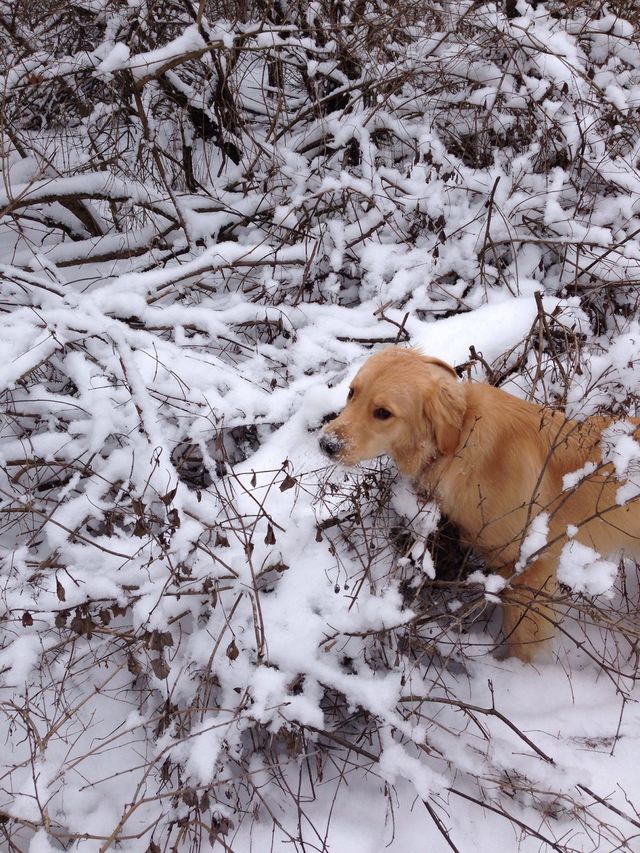 Snow dog