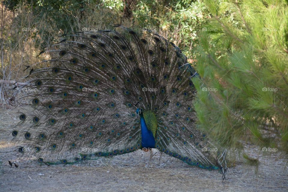 Peacock at filermo