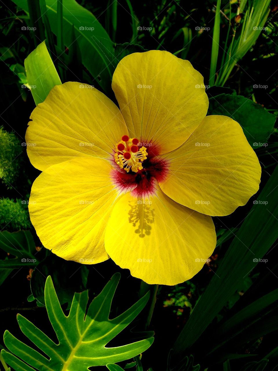 A beautiful yellow hibiscus flower