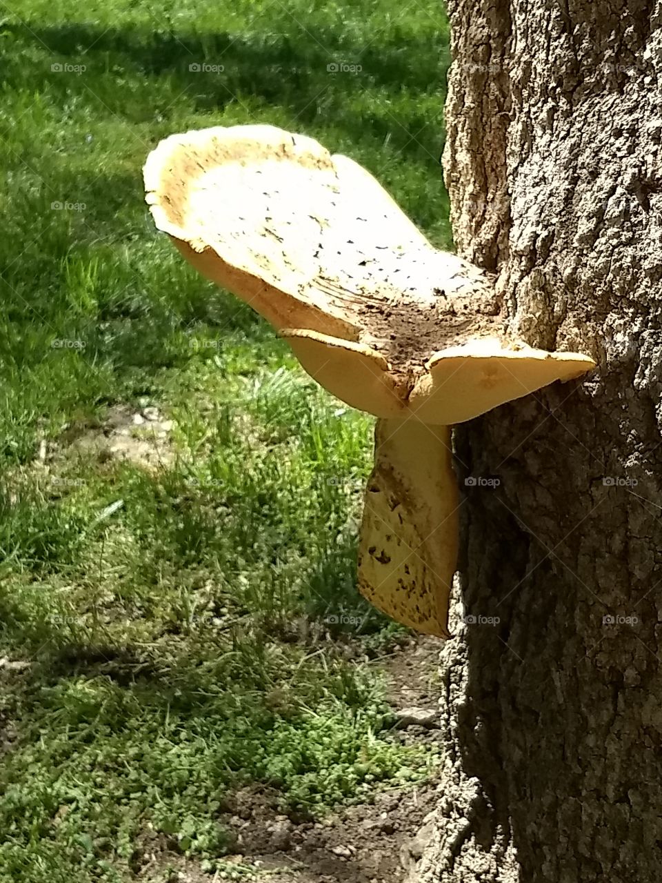 Mushroom on a tree.