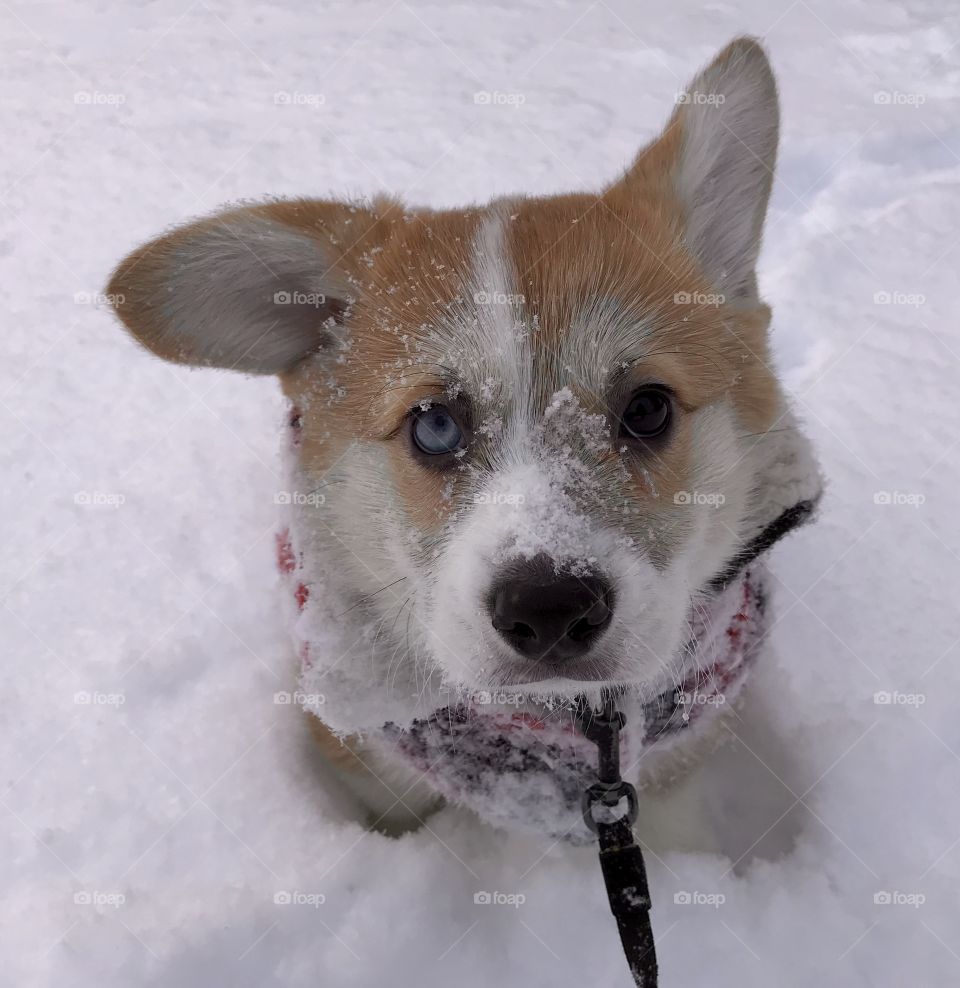 Snow puppy 