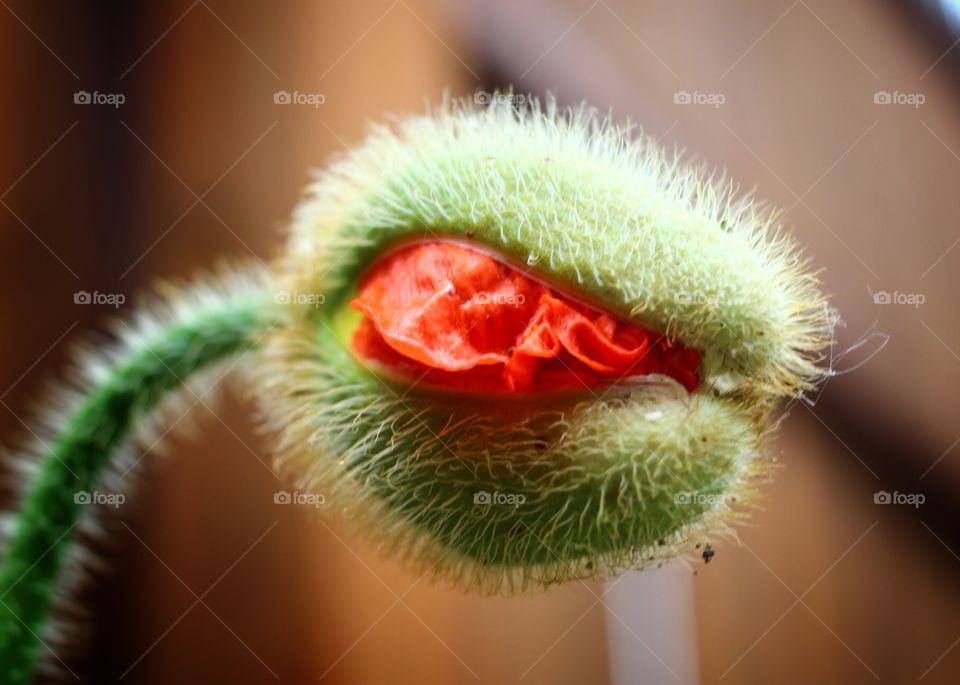 Poppy bursting. Poppy just starting to bloom