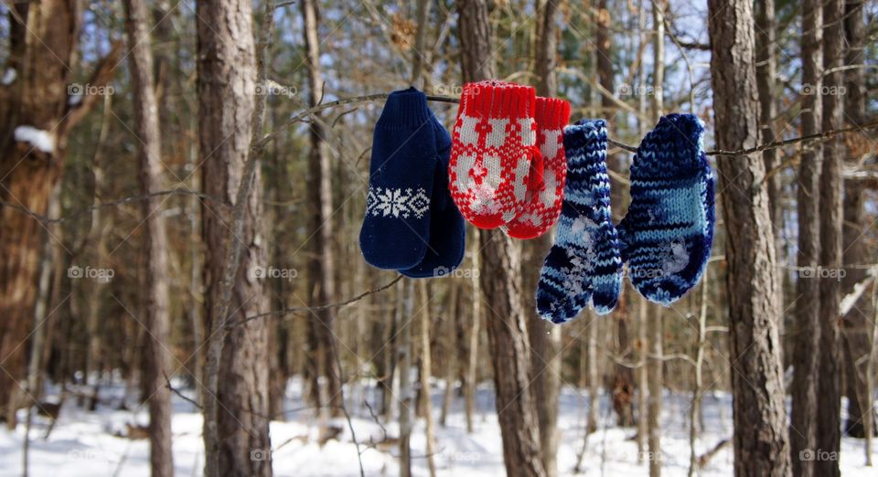 Mittens hanging on a branch to dry.