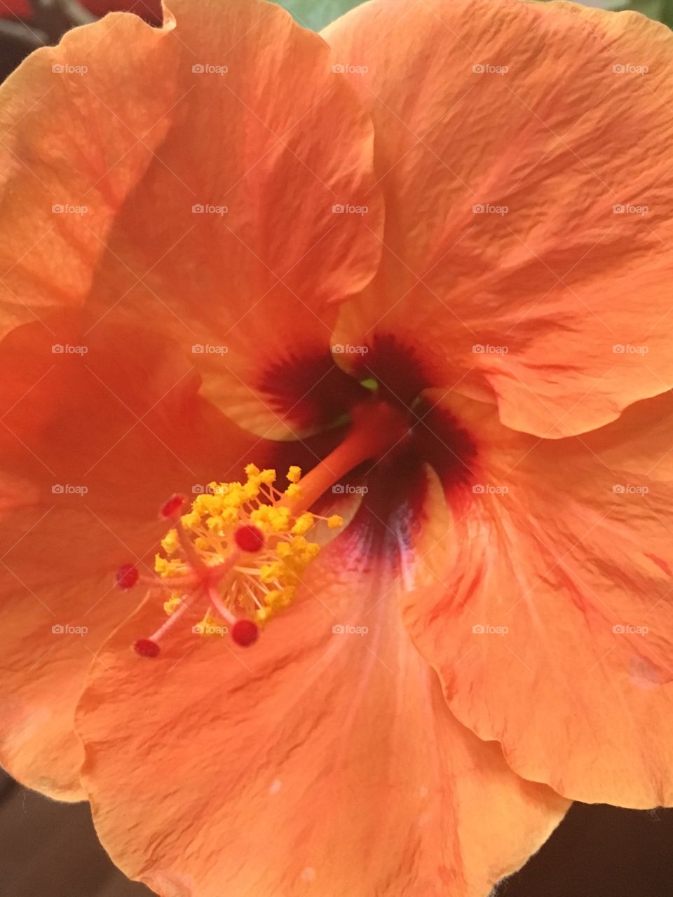 Hibiscus-A close up look at the center of an orange/peach Hibiscus flower.   