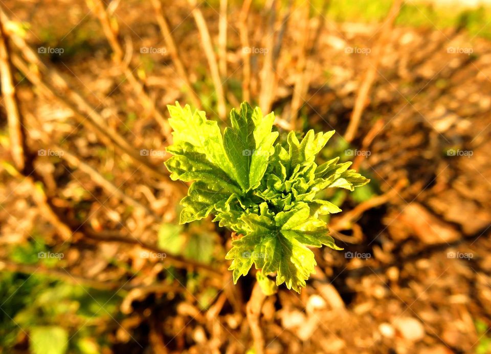 Spring leaves