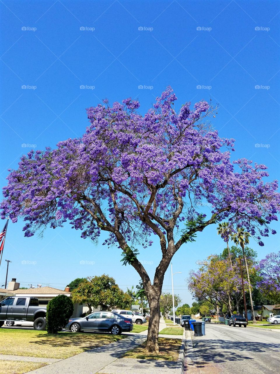 Jacaranda Tree in Bloom!