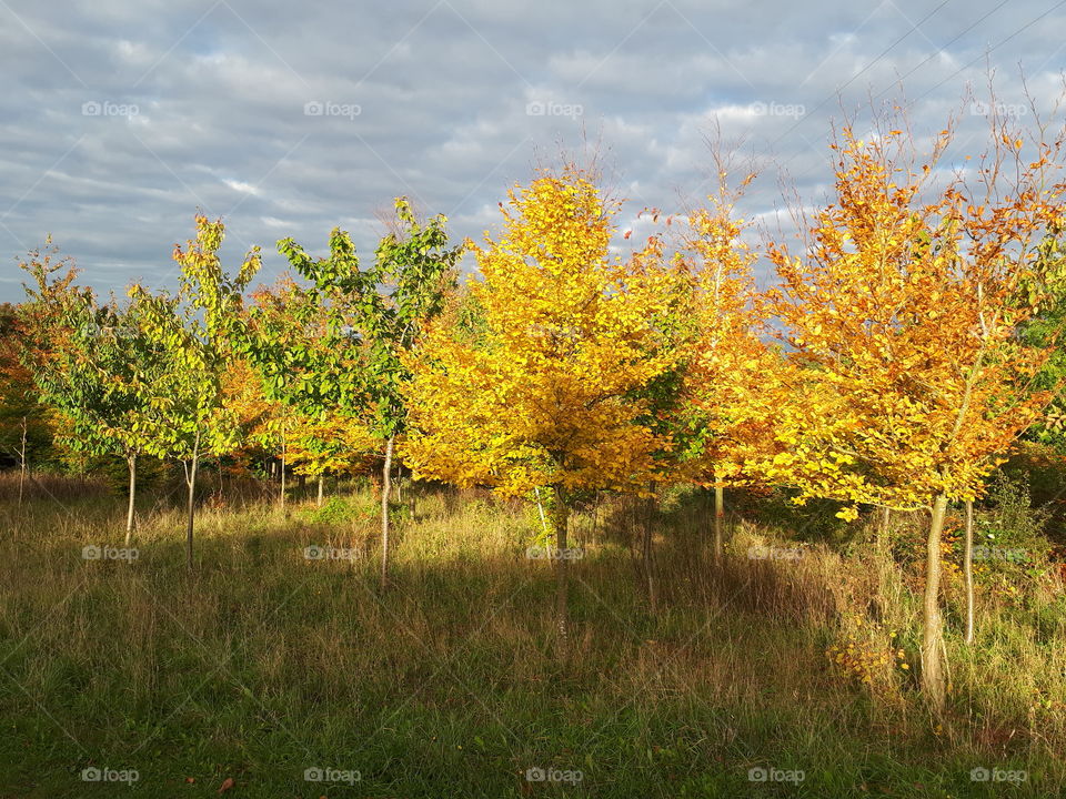 Fall, Landscape, Tree, Leaf, Nature