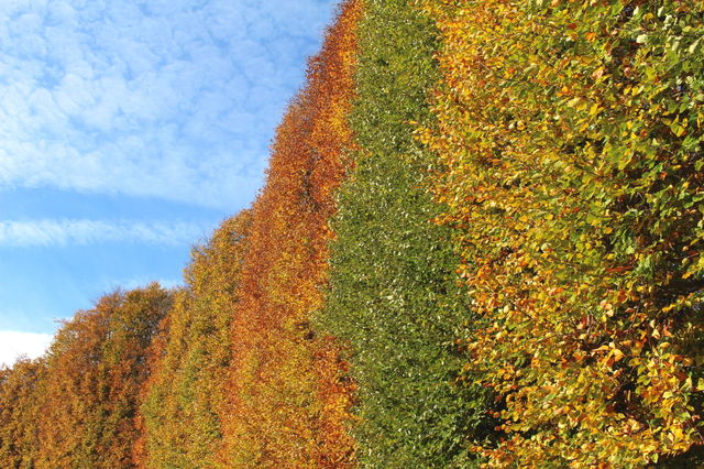 Changing autumn colors in the park.