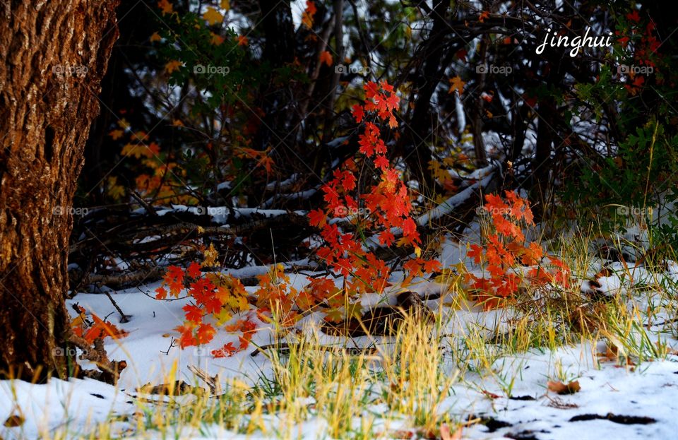 Color illustration in snow