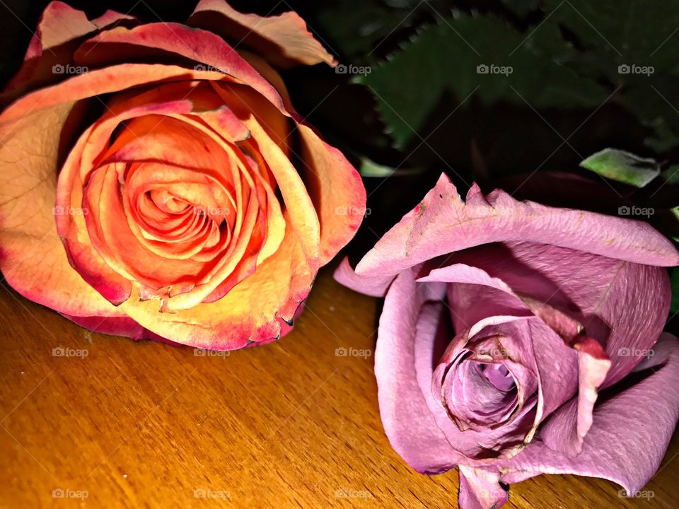 Two roses on wood