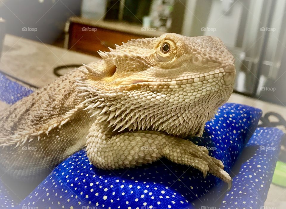 Bearded Dragon lounging 