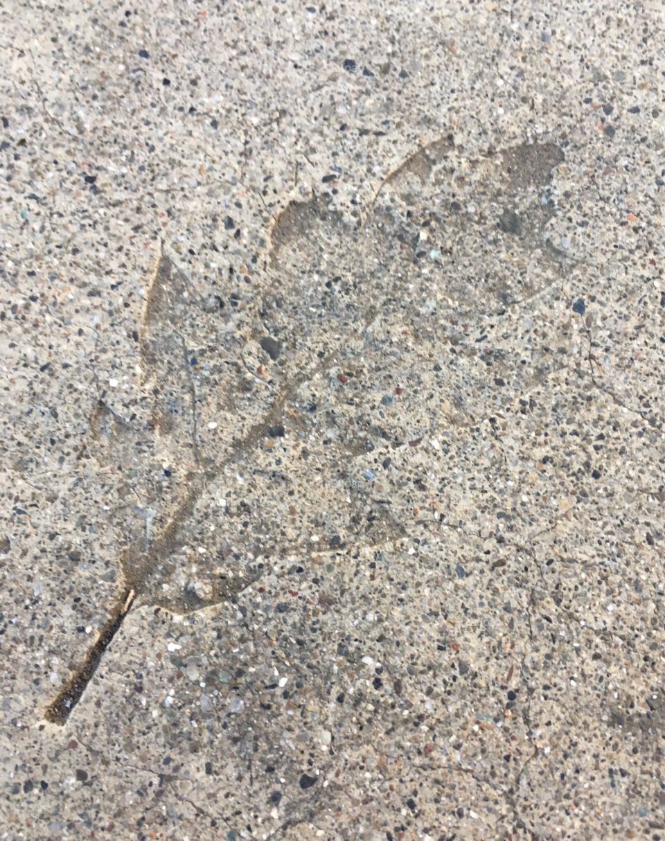 A textured leaf print embedded in a sidewalk 