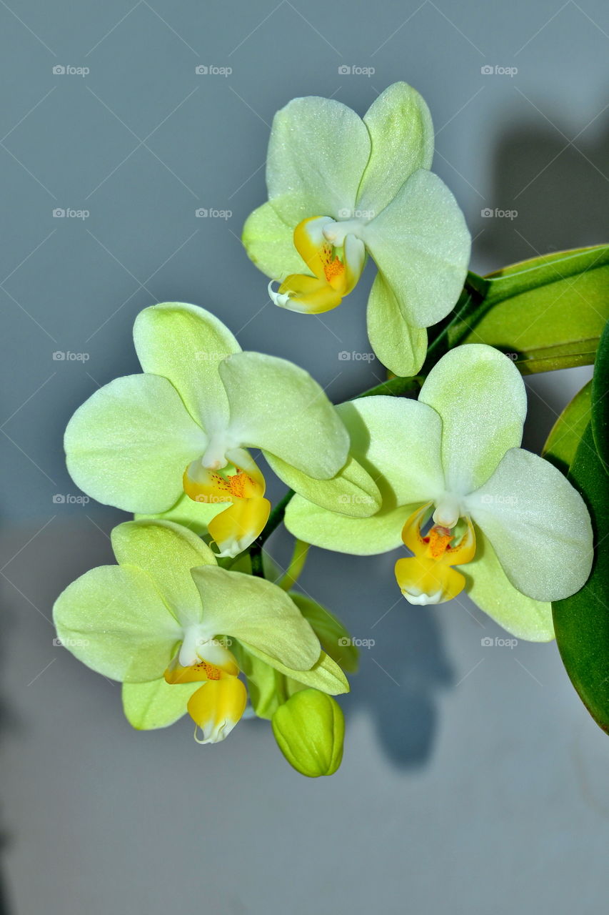 orchid flowers