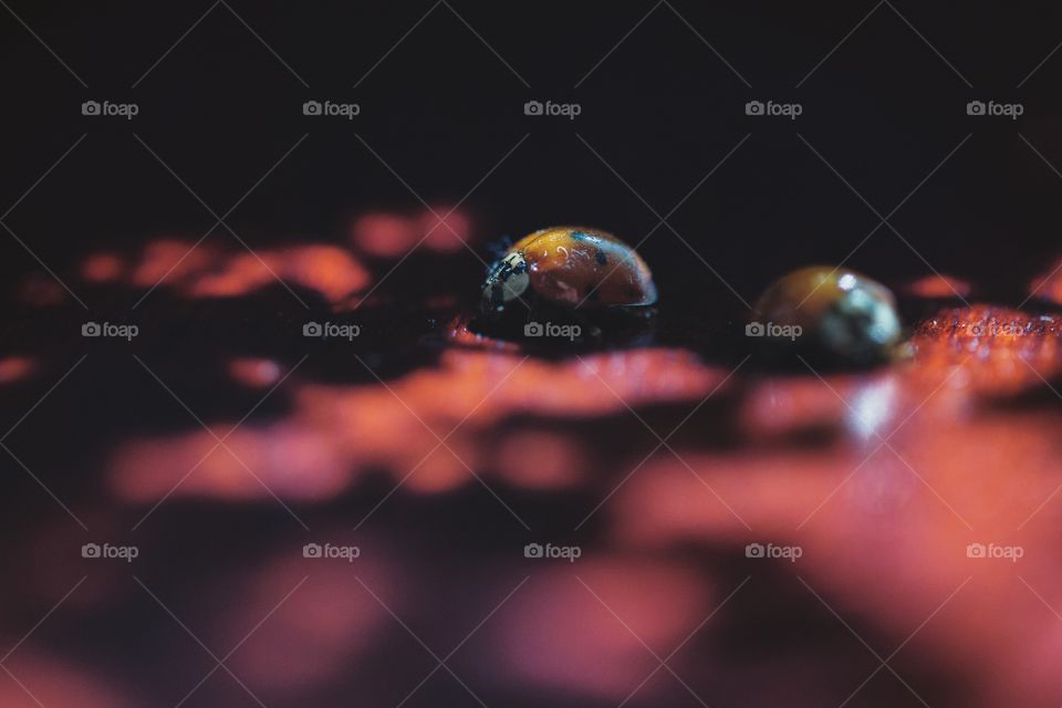 A cute ladybug on a fence in the shade