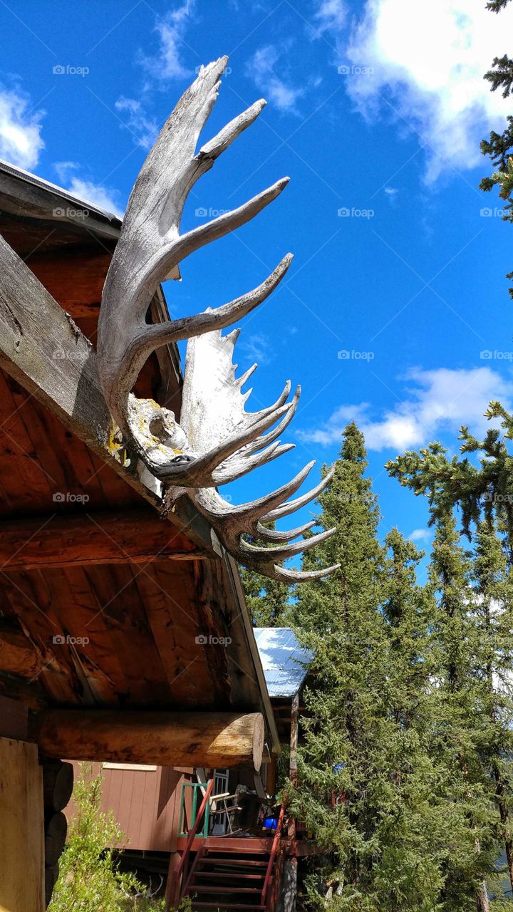Moose antlers from decades past adorn an Alaskan fishing lodge in the wilderness.