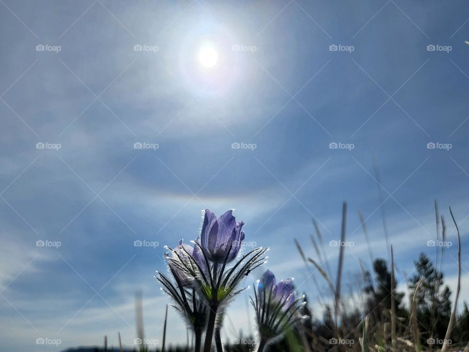 Springtime crocuses in tbe North of Canada under a Rainbow Sundog