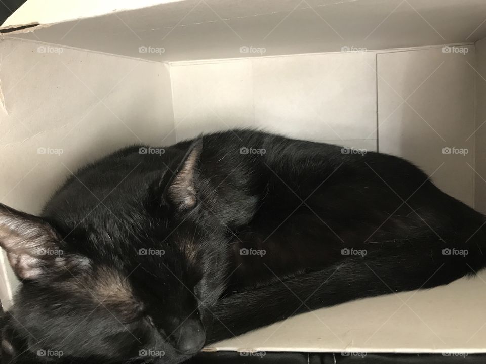 A black cat sleeping in a cardboard box