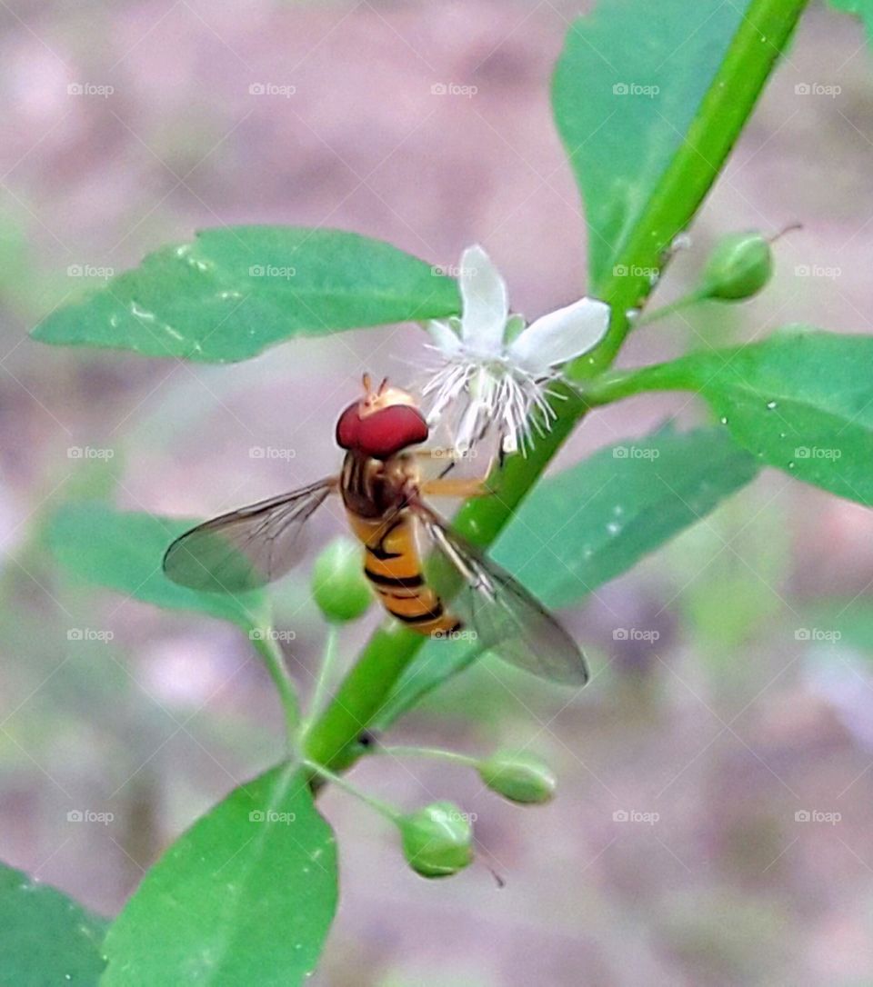 Bee sitting on a wild white flower