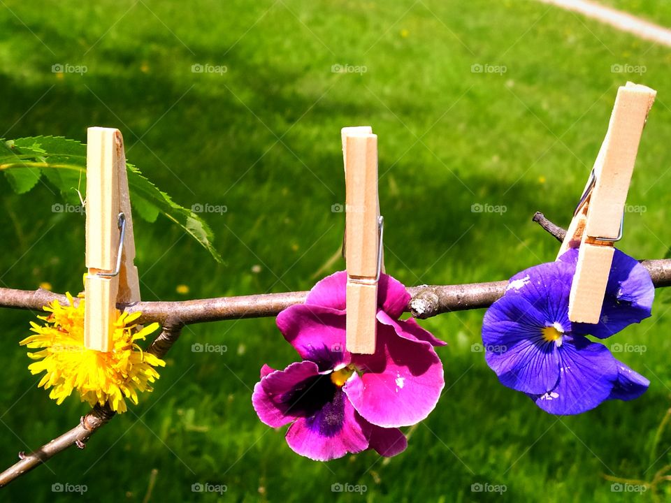 Pansy and dandelion flowers are suspended from a tree branch with wooden clothespins