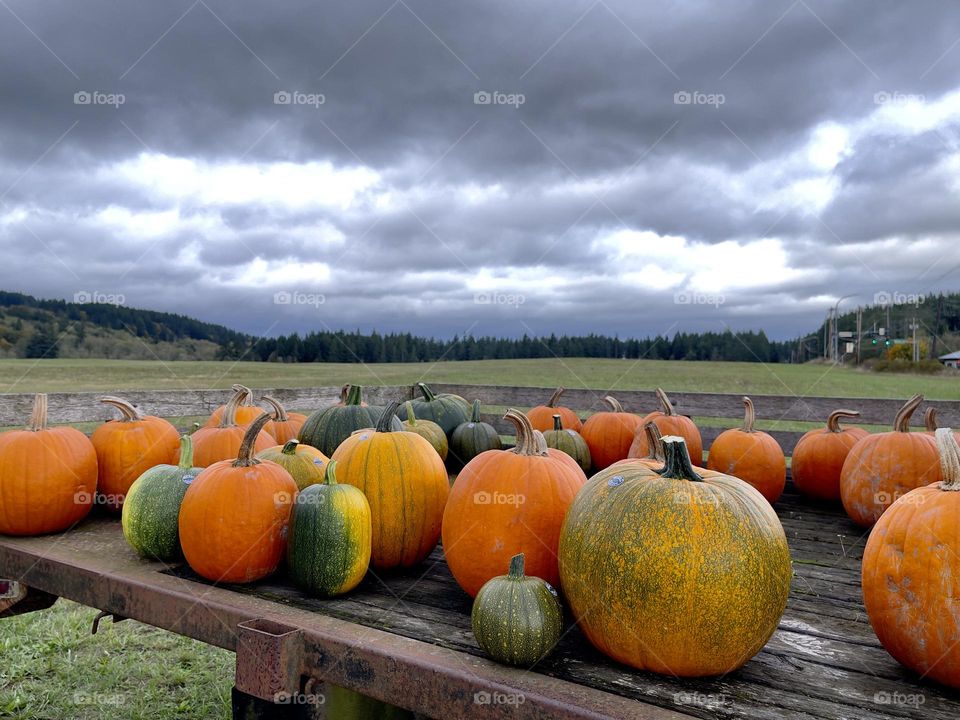 Pumpkins harvest on the field background 