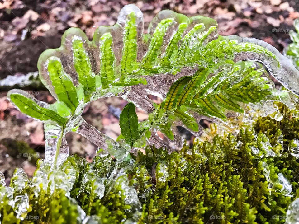 “Frozen Fronds” An ice storm toppled a moss and fern covered tree on the Middle Fork Path in Springfield, Oregon. Ice completely encapsulated these fronds.
