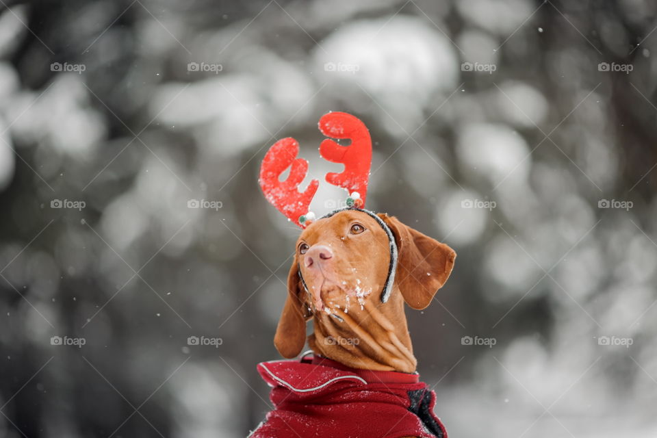 Outdoor portrait of Hungarian vyzhla dog in funny headband 